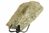 Fossil Triceratops Limb Section w/ Metal Stand - South Dakota #363581-2